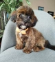 Shih poo /Mini poodle, снимка 1