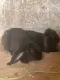 продавам зайци на 3 месеца, снимка 4