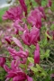   Магнолия Сюзън, Magnolia Susan, снимка 2