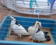 Гълъби   гълъби, снимка 4