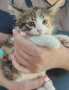 Подарявам котенца , снимка 2