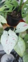 Сингониум (Syngonium) «Milky Confetti» , снимка 2
