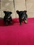 Пинчер мини , снимка 5