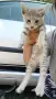Подарявам малки котенца, снимка 4