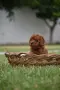 Той пудел Toy poodle, снимка 9