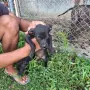 Продават се питбучета!, снимка 8