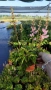 Астилбе, Astilbe, многогодишно за сянка!!, снимка 11