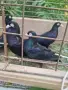 продавам 2 чифта софийски черни донеци, снимка 4