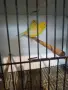 Свободни канри гр Перник , снимка 6