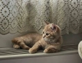 Британско мъжко коте търси своя любящ дом❤️  , снимка 1
