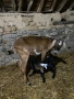англо нубийски кози, снимка 4