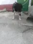   Любимци кучета !!!, снимка 1