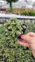 Кализия, Callisia Repens Care, снимка 17