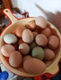 Селски кокошки ., снимка 4