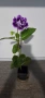 Каменно цвете, глоксиния, Gloxinia, снимка 4