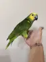 Ръчно хранена Синьочела Амазона, снимка 1