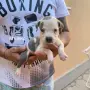 Сини питбулчета , снимка 6