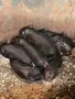 Виетнамски прасета , снимка 3