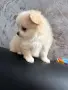 Pomeran mini pimeran, снимка 1