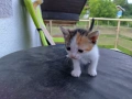 4-ри страхотни котенца!, снимка 4