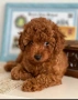 пудел той мини/poodle toy/, снимка 1