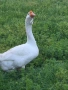 продавам холмогорски гъски , снимка 2