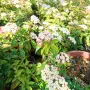 Вибурнум Тинус Ева Прайс, Viburnum Eva Price или още Калина !!!!!, снимка 7