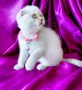 Скоттиш Фолд със сини очи , снимка 7