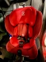 Столче за кола Maxi Cosi Titan 9-36 kg ISOFIX Blue or Red, снимка 7