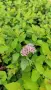Японска спирея Голден принцес, Spiraea japonica Golden princess, снимка 14