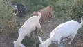 Продавам млада коза с яре 20кг., снимка 1