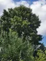 изсушен липов цвят , снимка 4