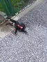 🐶 Продавам прекрасни кученца! 🐶 Търсят своя нов, любящ дом! ❤️ Малки, здрави, игриви, снимка 9