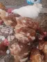 Кокошки носачки 4 евро , снимка 6