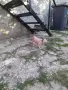 Чихуахуа, две мъжкарчета. , снимка 6