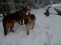 Немска овчарка..., снимка 3
