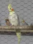 Продавам корели, снимка 1