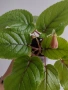 Синингия, sinningia Calyx Noid, снимка 1