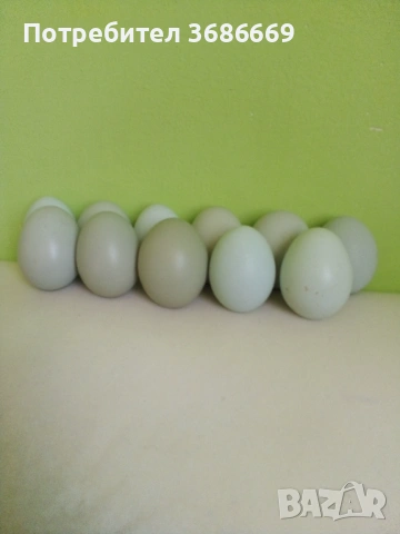 Сини и зелени яйца 