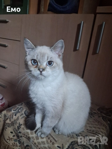 Британско коте .