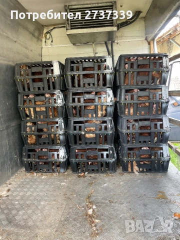 Носачки, снимка 2 - Кокошки и пуйки - 54239184