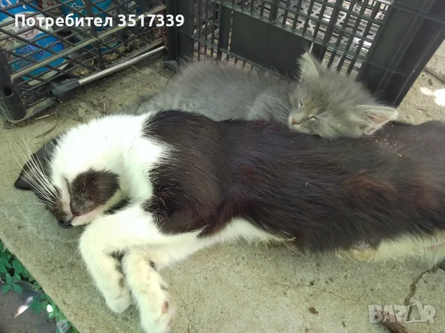 подарявам малки котенца, снимка 4 - Други - 55280636