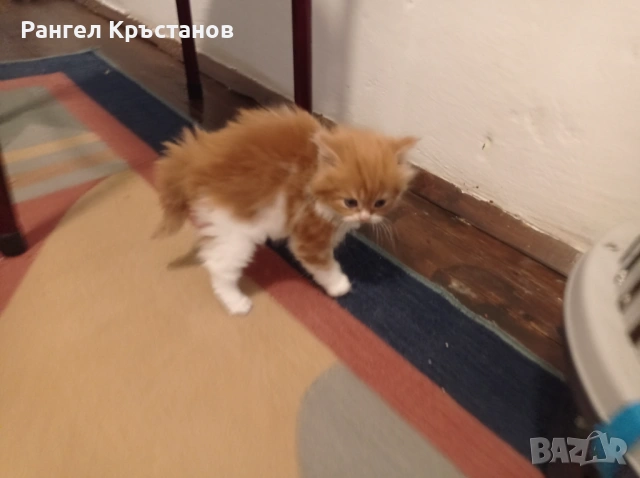 Продавам персийски котенца , снимка 5 - Персийска - 54559082