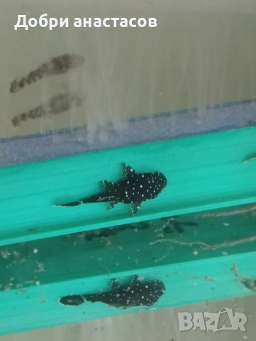 Здр продавам мое производство звезден сом L 181