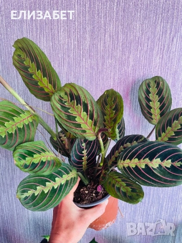 Maranta