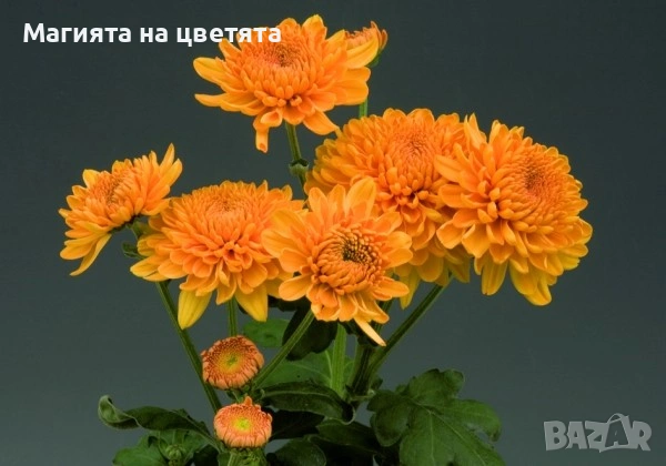 Хризантема сорт Marielle бронзова, снимка 3 - Градински цветя и растения - 55100586