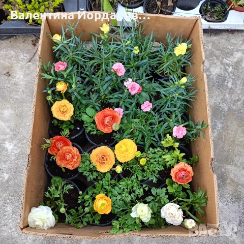 градински студоустойчиви цветя , снимка 2 - Градински мебели, декорация  - 54222596