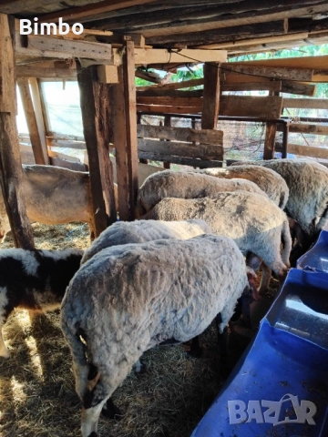 Продавам 3 агнета и 1 коч, снимка 2 - Овце - 54214856