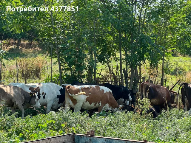 Продавам крави и телета с. Брест област Плевен, снимка 2 - Крави - 55342025