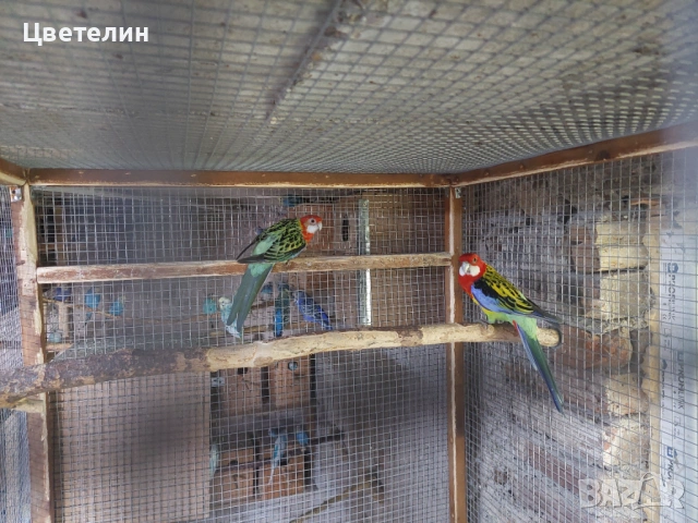 Пъстри розели 